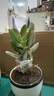 邇英閣大葉玉樹老樁盆栽多肉植物燕子掌室內(nèi)防輻射四季好養(yǎng)綠植凈 玉樹3年苗兩棵【好養(yǎng)】 原土（不含盆）15-25CM不等 曬單實拍圖