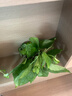 綠蘿盆栽室內(nèi)植物新房家用吸除甲醛凈化空氣水培綠植花卉長藤綠蘿 120#原盆自動(dòng)吸水【4盆】+2包肥 曬單實(shí)拍圖