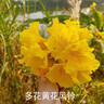 禾之潤黃花風(fēng)鈴木小苗 繡球紫花風(fēng)鈴木樹苗黃花風(fēng)鈴樹珍貴 黃花風(fēng)鈴(高度) 35-50公分 曬單實拍圖