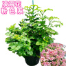 八芽如意盆栽吉利紅室內好養(yǎng)花卉小綠植辦公桌面植物盆景源頭直發(fā)包郵 迷你吉利紅-星徽漸變盆-紫砂托盤 帶陶瓷盆栽好 曬單實拍圖