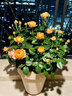 果汁陽(yáng)臺(tái)月季盆栽四季開(kāi)花卉玫瑰鮮花帶花苞陽(yáng)臺(tái)爬藤植物薔薇花苗 果汁陽(yáng)臺(tái)帶花發(fā)貨送肥料 不含盆 曬單實(shí)拍圖