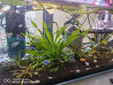 創(chuàng)寧 魚缸變頻加熱棒 CN-005-300W 自動恒溫 烏龜小型迷你加溫器 曬單實拍圖