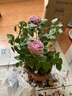 開(kāi)時(shí)果 月季玫瑰花苗帶花苞發(fā)貨 四季開(kāi)花特大花卉綠植物薔薇花陽(yáng)臺盆栽 紫美人【180#帶花苞】 1盆（開(kāi)花 包對版） 曬單實(shí)拍圖