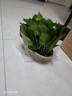 綠蘿盆栽室內(nèi)植物花卉凈化空氣綠植水培垂吊大葉綠蘿新房客廳家用 【整高30cm盆口16】原裝吸水8盆送包肥料 曬單實拍圖