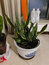 壹植金邊虎皮蘭盆栽客廳室內多肉植物水培好養辦公室綠植吸甲醛虎尾蘭 虎皮蘭40cm3棵【原土盆】 曬單實(shí)拍圖
