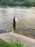 達(dá)億瓦（DAIWA） 21/25新款A(yù)LPHAS SV/BF TW 阿爾法路亞海釣魚線水滴輪微物輪 25新款BF TW 8.5速比 左手 曬單實(shí)拍圖