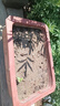 溥畔清倉現(xiàn)挖現(xiàn)賣鮮活5根紫竹青竹根苗竹子庭院室內(nèi)盆栽盆景野生竹根 紫羅漢(5個(gè)竹根帶小芽)贈(zèng)送化肥 曬單實(shí)拍圖