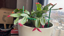 蟹爪蘭盆栽多色花卉植物室內(nèi)綠植好養(yǎng)活四季花卉螃蟹抓蓮 蟹爪蘭混色10株  不含盆 曬單實(shí)拍圖