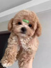 純種泰迪熊狗幼犬超小體狗活體茶杯體基因檢測狗活體寵物狗小型犬 寵物級 泰迪熊【視頻選寵 曬單實(shí)拍圖