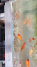 南京雨花石原石水培鵝卵石多肉鋪面魚缸盆栽七五彩小石頭 七彩雨花碎石0.4到0.8厘米1斤 曬單實拍圖