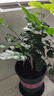 開時果 茉莉花盆栽濃香型 桌面綠植物陽臺花卉樹苗盆景擺件源頭直發(fā)包郵 精品茉莉花5-10株【加侖盆】 曬單實拍圖