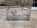 賽級泰國斗魚超大婚紗尾純白半月公觀賞魚熱帶魚桌面寵物好養(yǎng)耐活 白雪荔枝【粉白半月公】 曬單實拍圖
