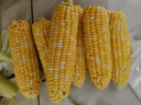京鮮生云南水果玉米5斤 鮮甜玉米棒 甜脆多汁 新鮮蔬菜 源頭直發(fā)包郵 曬單實拍圖