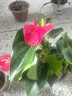 綠有意紅掌盆栽植物室內(nèi)花卉好養(yǎng)土培一帆風(fēng)順大盆水養(yǎng)四季常青綠植 帶花紅掌3-5朵原盆+肥 曬單實(shí)拍圖