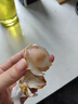 【順豐】新鮮當(dāng)季龍宮果 泰國(guó)龍貢果愛(ài)情果 椰色果熱帶水果 500g 曬單實(shí)拍圖