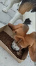 犬嘉樂(lè)馬爾濟(jì)斯犬專用狗糧幼犬成犬通用美毛鮮肉無(wú)谷凍干犬糧5斤10斤裝 鮮肉犬糧【添加十種鮮肉凍干】 2.5kg 五斤實(shí)惠裝 曬單實(shí)拍圖