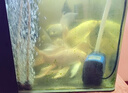 森森魚缸增氧泵水族箱氧氣泵LQE-200家用小型充氧泵4W雙孔+全套配件 曬單實拍圖