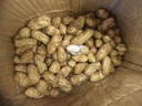 博多客2025新鮮花生 現(xiàn)挖帶泥濕花生 順豐速運(yùn) 帶殼生花生 可水煮花生 現(xiàn)挖現(xiàn)發(fā)3斤裝 曬單實(shí)拍圖