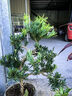 羅漢松盆景造型樹迎客松真樹植物室內(nèi)盆栽桌面發(fā)財(cái)樹綠植好 含盆 7年精選羅漢松 曬單實(shí)拍圖