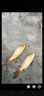 錦鯉魚活魚觀賞魚純種魚大型紅白冷水淡水好養(yǎng)耐活金魚小魚苗錦鯉 11-13cm黃金2條 曬單實拍圖