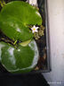 瘋狂水草浮萍水草植物直接入缸水生植物水葫蘆水養(yǎng)植物水芙蓉源頭直發(fā)包郵 曬單實(shí)拍圖