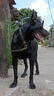 乖湃黑狼犬專(zhuān)用狗糧成幼犬全價(jià)糧小中型犬哇米寵物糧食營(yíng)養5斤10斤 全價(jià)狗糧1袋【5斤】 2.5kg 曬單實(shí)拍圖