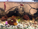 逸樂寵魚缸造景水草缸沉木紫柚木曬龜臺免煮烏龜曬臺斗魚裝飾小號木頭 紫柚木隨機15-25cm有型2個 曬單實拍圖