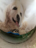 力狼（LILANG） 力狼狗糧 e族幼犬成犬 金毛專用15kg 曬單實拍圖