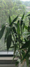 臨雅大型富貴竹水培植物客廳水養(yǎng)大號(hào)盆栽節(jié)節(jié)高粗桿室內(nèi)好養(yǎng)活綠植物 富貴竹1.1m【10支帶根】 曬單實(shí)拍圖