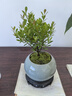 臨雅小葉赤楠盆栽老樁綠植物盆景辦公室內(nèi)客廳桌面四季好養(yǎng)禪意擺件 小葉赤楠+冰裂紋盆+復古托盤 曬單實拍圖