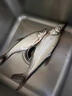 日本進口魚線主線子線100米尼龍線路亞線可綁線組成品釣魚線漁 桔紅色 1.5 曬單實拍圖