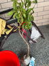 CHUANGSHIJI嫁接桃樹(shù)苗【 鷹嘴桃水蜜桃】桃子樹(shù)苗當年結果樹(shù)苗南北方種植 5年苗當年結果 81cm(含)-110cm(含) 曬單實(shí)拍圖