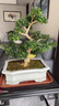 潮裕盆景黃楊盆景精品矮霸老樁造型真樹室內(nèi)花卉綠植盆栽客廳陽臺玄關(guān)擺件 精品盆景5 帶盆栽好 曬單實(shí)拍圖