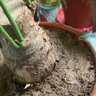 京東綠植發(fā)財(cái)樹(shù)盆栽水培桌面綠植物擺件招財(cái)單桿辦公室內(nèi)帶盆花卉源頭直發(fā) 曬單實(shí)拍圖