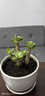多肉植物 多肉精選老樁蒂亞吸財(cái)樹(shù)辦公室室內(nèi)陽(yáng)臺(tái)紅寶石群生多頭 金錢(qián)木【3-5頭】 曬單實(shí)拍圖