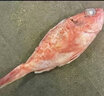 紅石斑魚(yú)鮮活冷凍刺少肉厚大紅魚(yú)龍膽富貴魚(yú)深海海魚(yú)大魚(yú)新鮮海鮮 紅石斑魚(yú)1.8斤-2斤/條 鮮活速凍超大紅石斑魚(yú)4條 曬單實(shí)拍圖