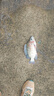 創(chuàng)威凌天二代釣魚(yú)竿手桿超輕超硬碳素鯉魚(yú)竿鯽魚(yú)竿臺(tái)釣竿 4.5m小綜合  曬單實(shí)拍圖