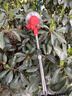 夢(mèng)多福電動(dòng)割草機(jī)大功率充電家用手持打草機(jī)鋰電草坪機(jī)割灌機(jī)農(nóng)用除草機(jī) 【6寸加強(qiáng)旗艦高續(xù)航款】10節(jié)雙電 家用手持草坪修剪神器+割草禮包 曬單實(shí)拍圖
