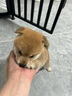 祥彥方依純種柴犬幼犬活體日本小柴犬赤柴黑柴狗豆柴寵物狗活體雙血統(tǒng)幼崽 曬單實(shí)拍圖