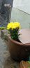 悅多彩小雛菊  鮮花速遞云南基地直發(fā)乒乓菊花材辦公室家庭水養鮮切花 小雛菊 （黃色系 ）8-10支 曬單實(shí)拍圖