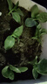 大圓葉木耳菜苗帶土發(fā)貨四季陽(yáng)臺(tái)盆栽菜園多茬采收高產(chǎn)脆嫩新鮮 木耳菜苗【苗廠直發(fā)壞苗包賠】 木耳菜苗12棵 曬單實(shí)拍圖