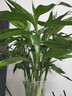 富貴竹水培植物盆栽綠植花卉室內花客廳招財水養(yǎng)轉運竹節(jié)節(jié)高 富貴竹50-60厘米10顆（熱賣款 不帶花瓶 曬單實拍圖