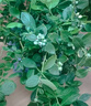 先正達(dá)阿米妙收325g/升苯甲嘧菌酯蔓枯病葉斑銹病輪紋病殺菌劑100ml*1瓶 曬單實(shí)拍圖
