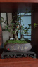 想開(kāi)小葉榆樹(shù)老樁榔榆提根造型盆景花卉新中式室內(nèi)客廳辦公室茶桌綠植 95%人購(gòu)買(mǎi)造景款 榆樹(shù)+知足常樂(lè) 曬單實(shí)拍圖