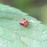 PENTAX賓得蟲(chóng)蟲(chóng)鏡二代6.5x21雙筒望遠(yuǎn)鏡高清高倍成人兒童微距話(huà)劇博物館 曬單實(shí)拍圖