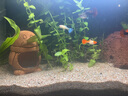 小米魚缸【全新正品】米家智能喂食生態(tài)過濾小型家用循環(huán)魚缸小米魚缸 曬單實拍圖
