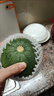 現(xiàn)摘新鮮嫩南瓜新鮮窩瓜倭瓜青皮小南瓜長南瓜新鮮蔬菜農(nóng)家自種 3斤 曬單實(shí)拍圖