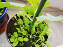園藝扎帶包塑扎線鐵絲帶剪月季爬藤植物固定繩捆扎帶綁花支架造型 園藝?yán)υ€-200米【2卷】 曬單實拍圖