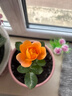 【帶花包發(fā)貨】歐月果汁陽臺室內(nèi)觀花植物花卉盆栽四季開花月季 小苗帶花苞 曬單實拍圖