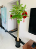 嘆為觀止大型植物發(fā)財(cái)樹(shù)各種大顆盆栽開(kāi)業(yè)喬遷客廳辦公室內(nèi)好養(yǎng)大型花卉 單桿發(fā)財(cái)樹(shù)【1.5-1.7米】 含盆 曬單實(shí)拍圖